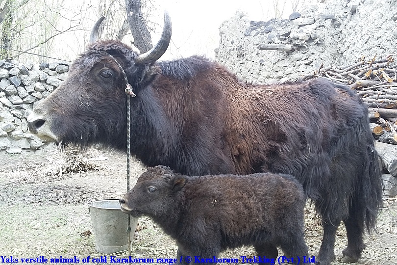 T10_Yaks verstile animals of cold Karakorum range.jpg wird geladen