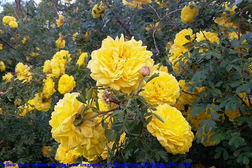 T2_Yellow roses radiate their intense fragrance.jpg wird geladen